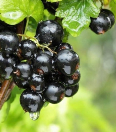 Naturalios-obuoliu-_juoduju-serbentu-sultys-e1634027064594